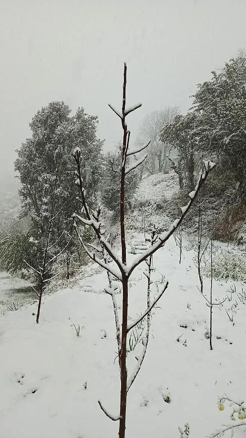 The City Escape Camping Shimla