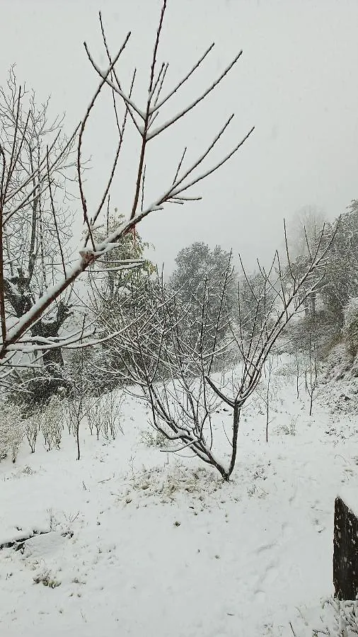 Campsite The City Escape Camping Shimla